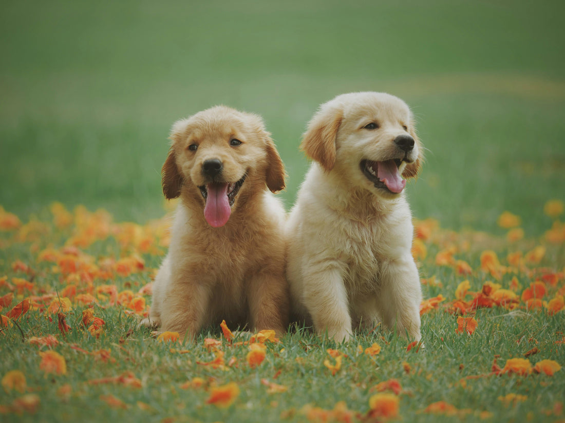 Owning a Dog May Help Protect Your Brain as You Age