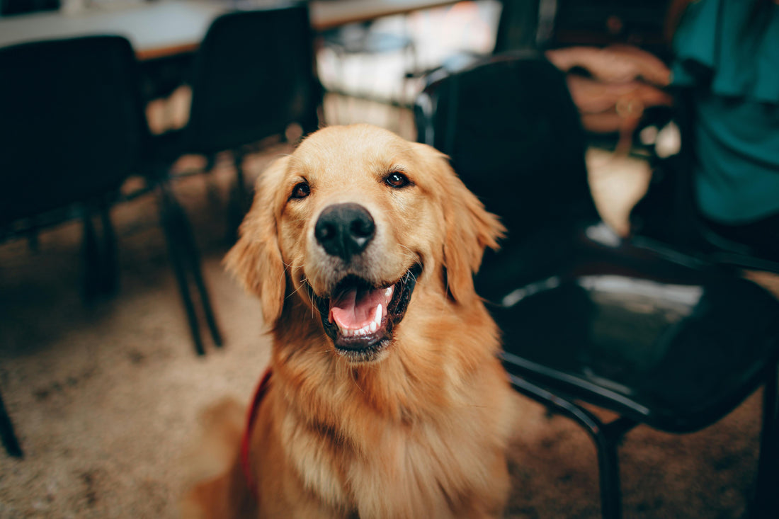 How Having a Pet May Support Your Baby’s Gut Health