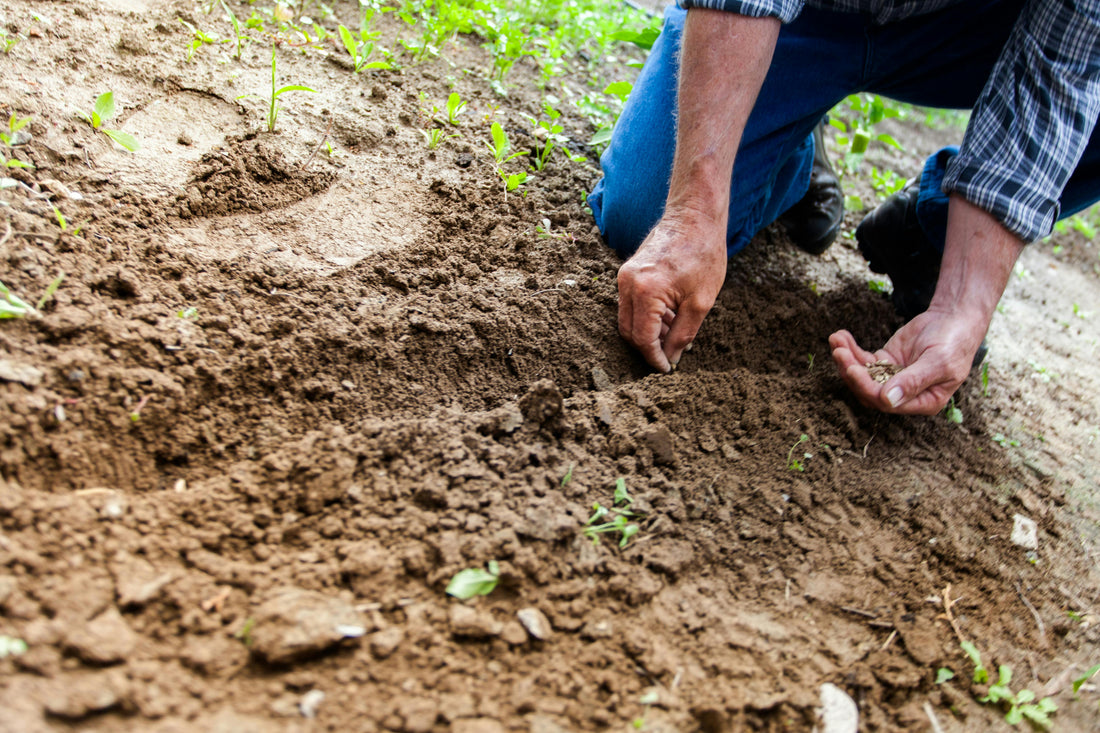 How Gardening Supports Mental and Physical Health