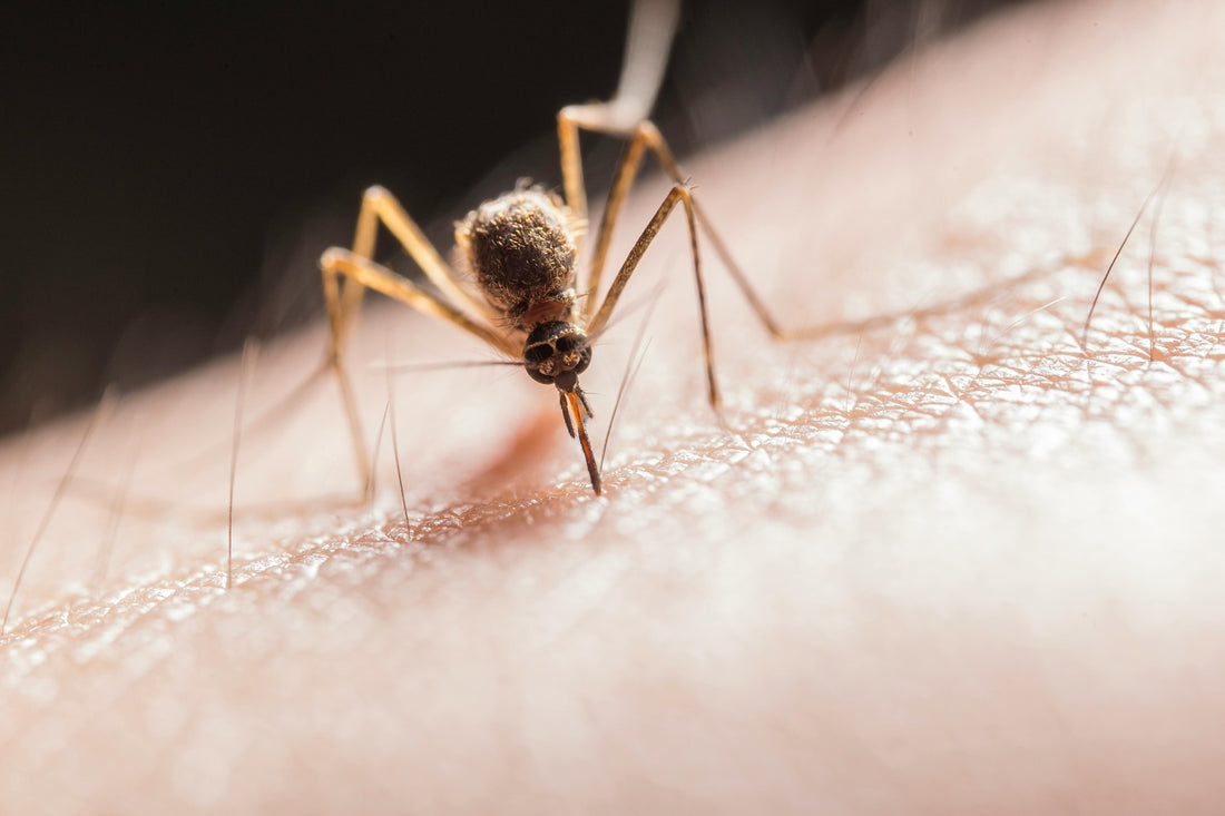 Why Malaria Spreads More at Night