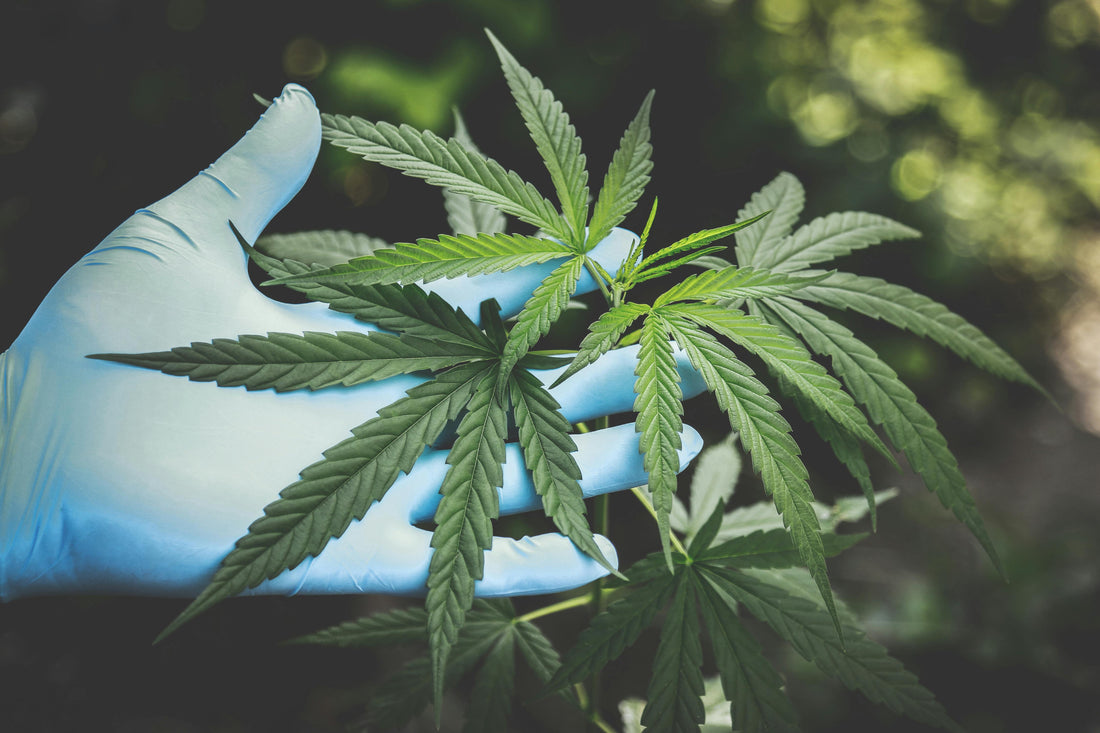 What You Should Know About Long-Term Effects of Cannabis Smoking