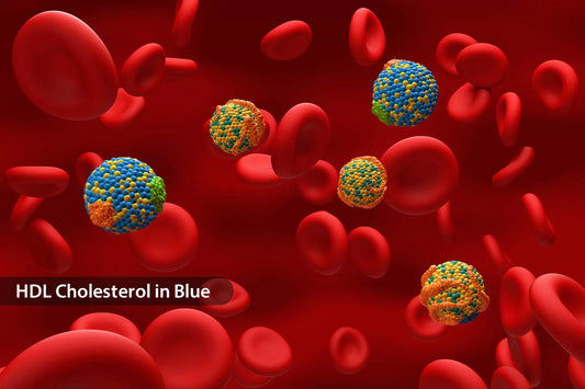 What Is HDL and Why Is It Important?