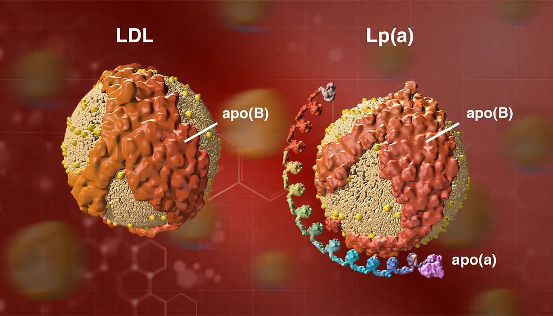 What is Lipoprotein(a) and Why Should You Care?