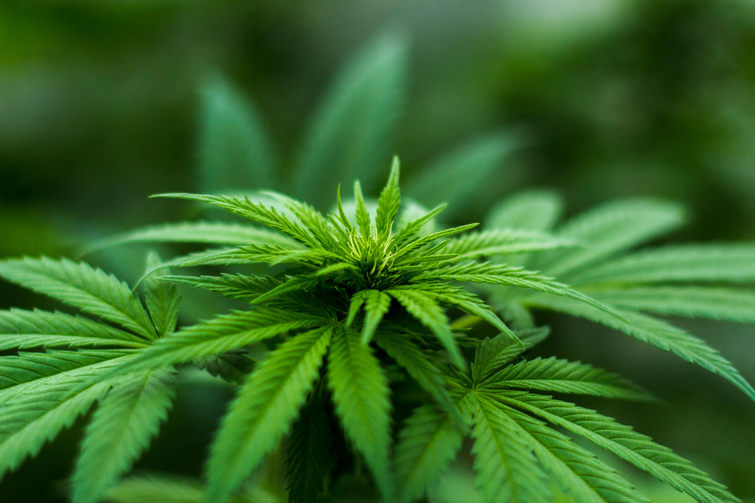 The Link Between Cannabis and Psychosis