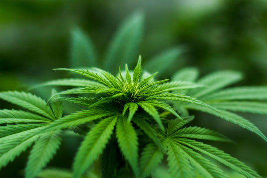 The Link Between Cannabis and Psychosis