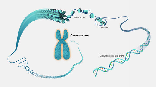 How Your Sex Chromosomes May Influence Heart Disease Risk