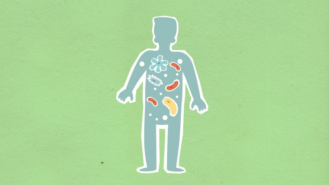 Gut microbes keep cholesterol under control: Researchers