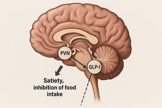 How GLP-1 Helps the Brain Control Eating and Weight