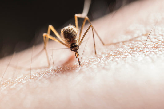 Why Malaria Spreads More at Night